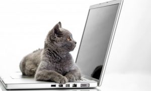 Monitoramento do seu PET online
